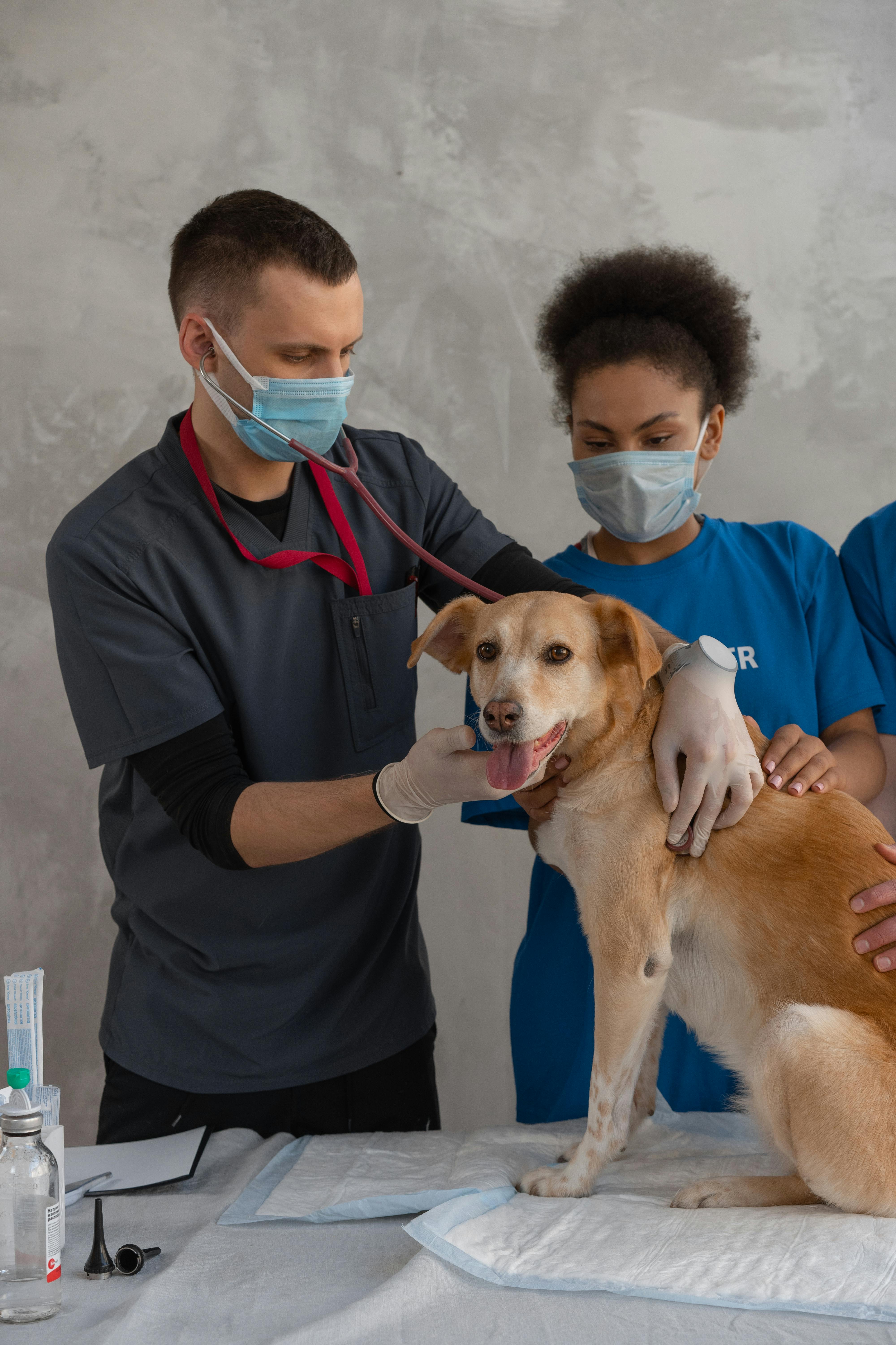 Veterinarian examining a dog's skin at our clinic